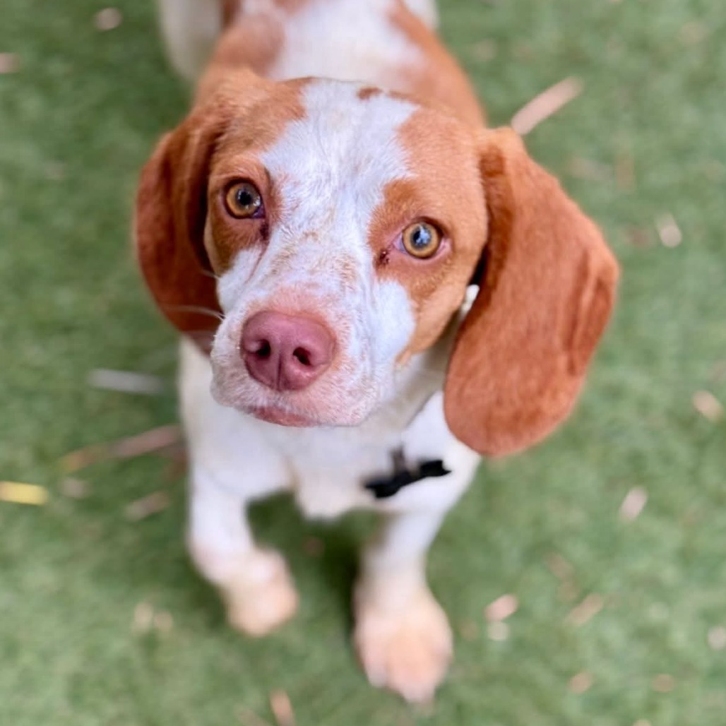 Sophie(33)- Chino Hills Location