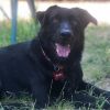 Hank / Pepper Joe photo 1