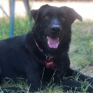 Hank / Pepper Joe, Senior Male unknown