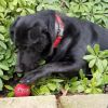 Hank / Pepper Joe photo 2
