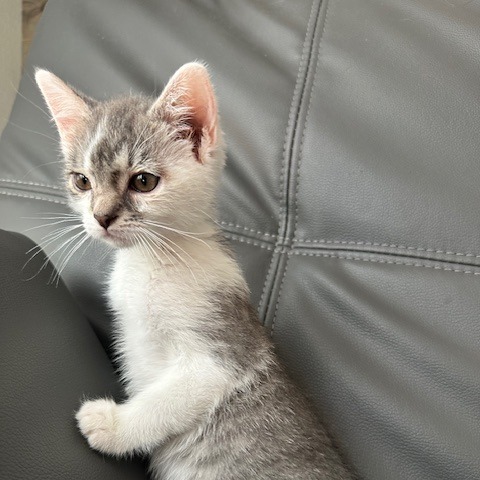 Octavia