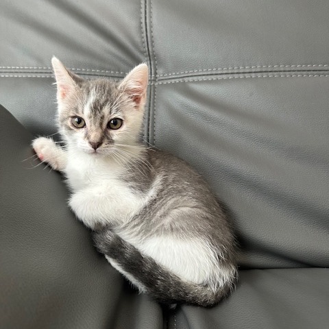 Octavia