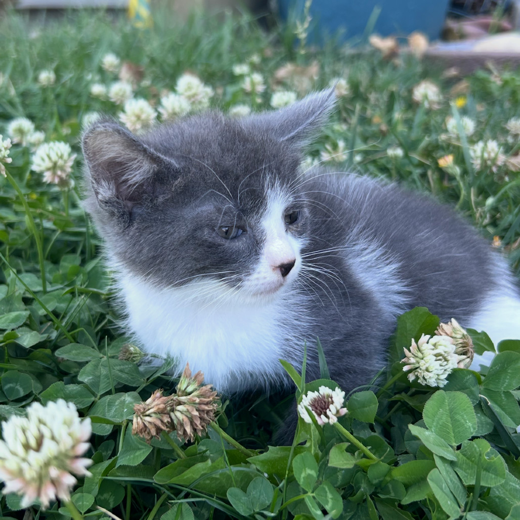 Bluey