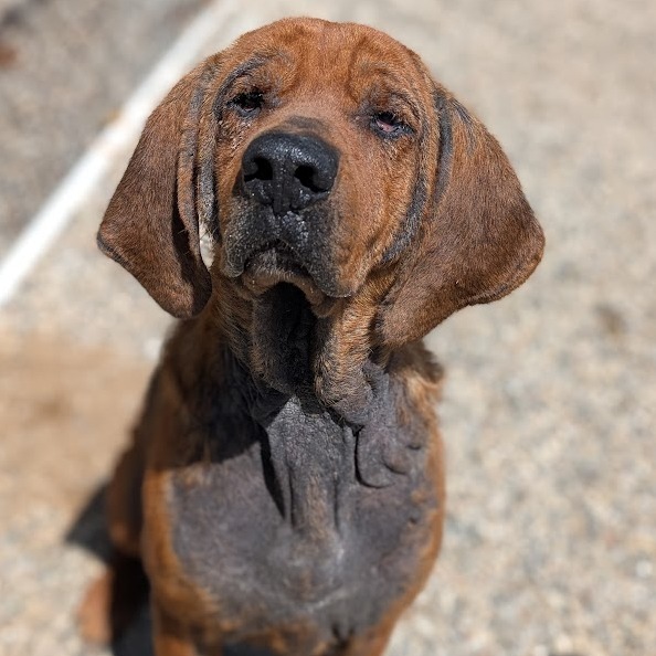 Duke