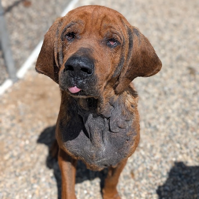 Duke