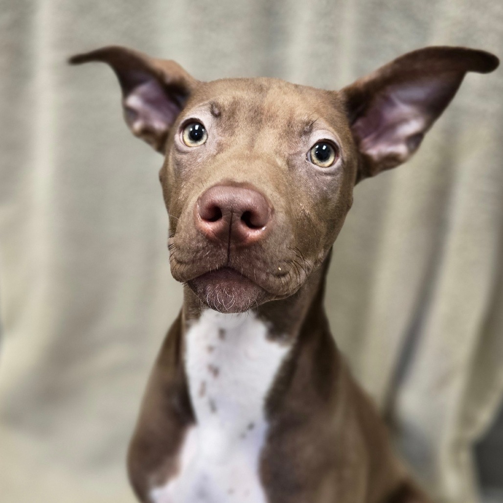 Gemma