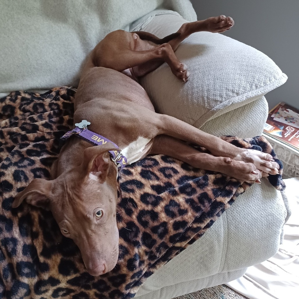 Gemma