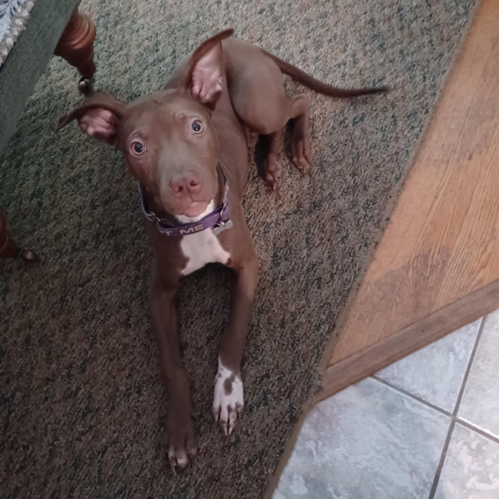 Gemma