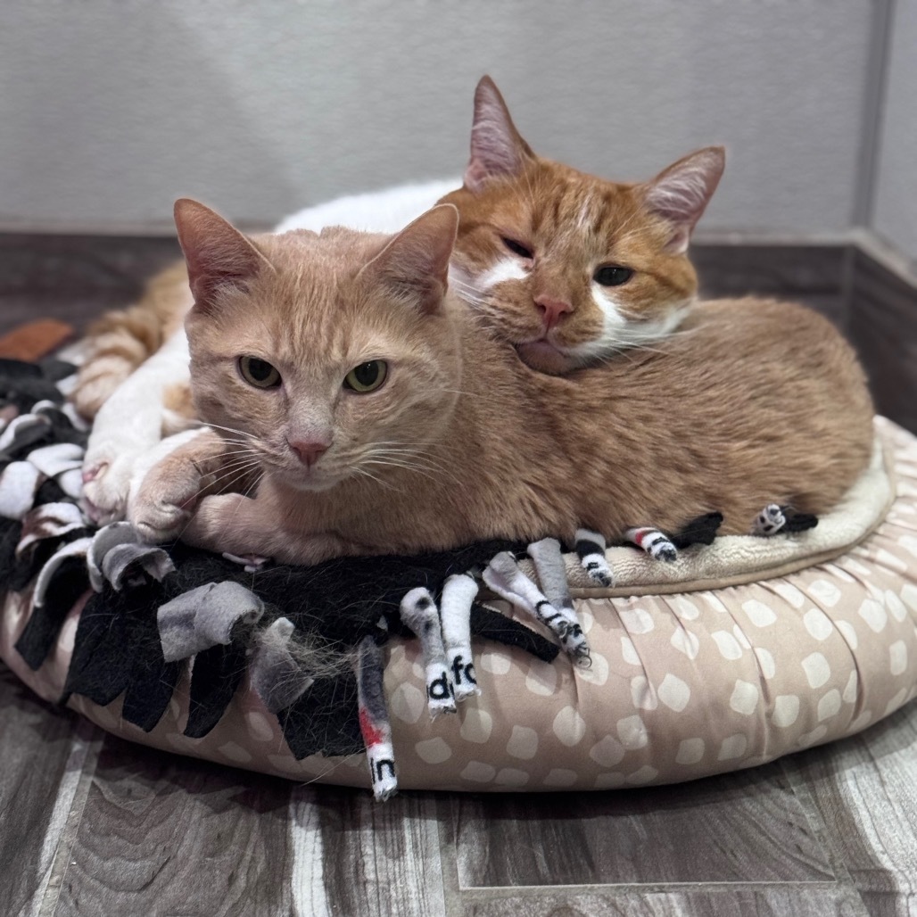 Stanley (Bonded with Kyle)
