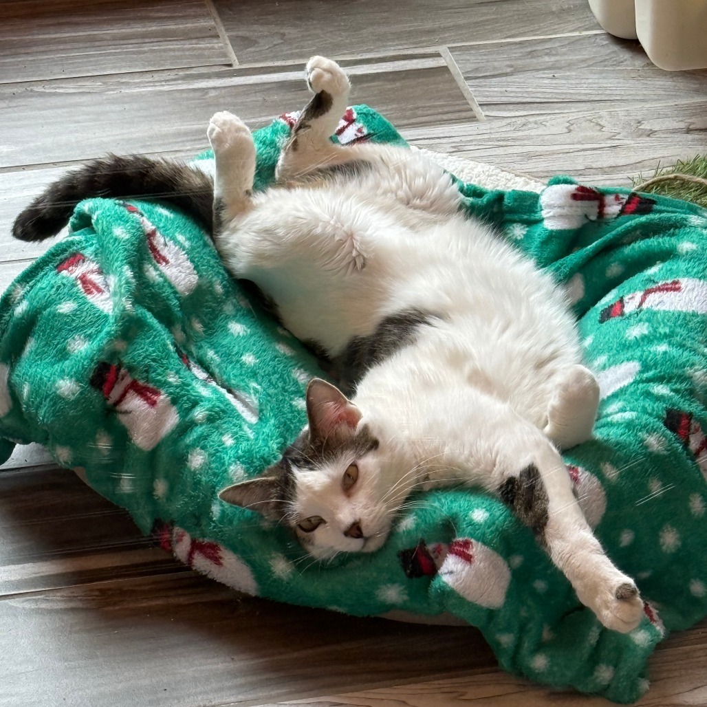 Mumu (Bonded with Meow Meow)