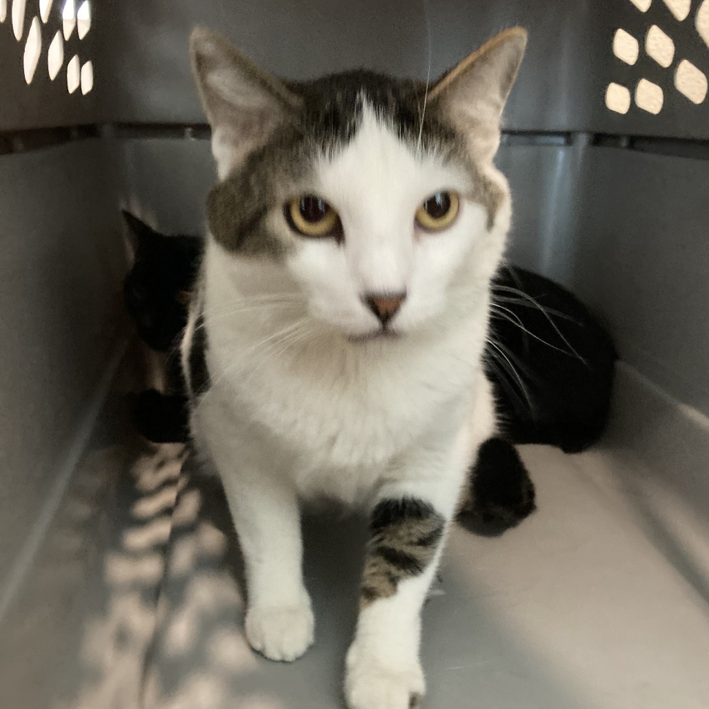 Mumu (Bonded with Meow Meow)