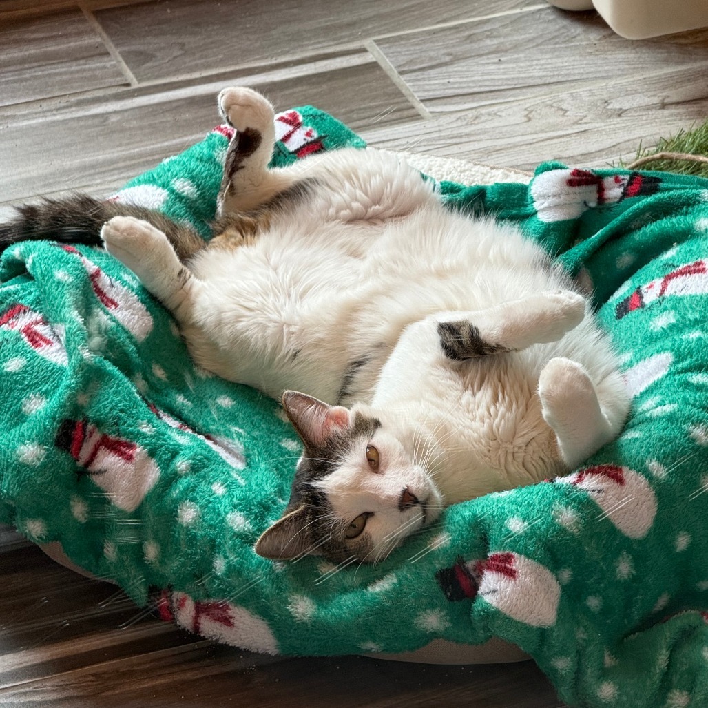 Mumu (Bonded with Meow Meow)