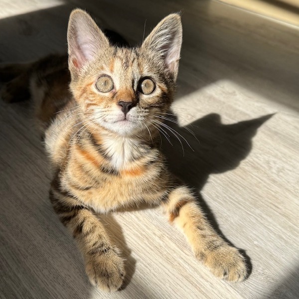 Coco