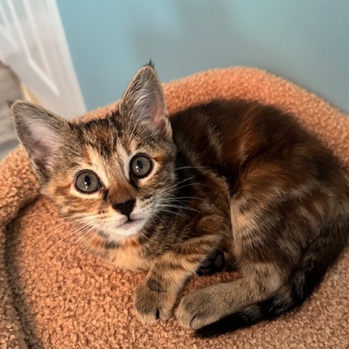 Coco