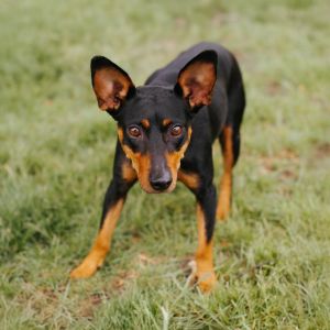 Mayci, Adult Female Miniature Pinscher