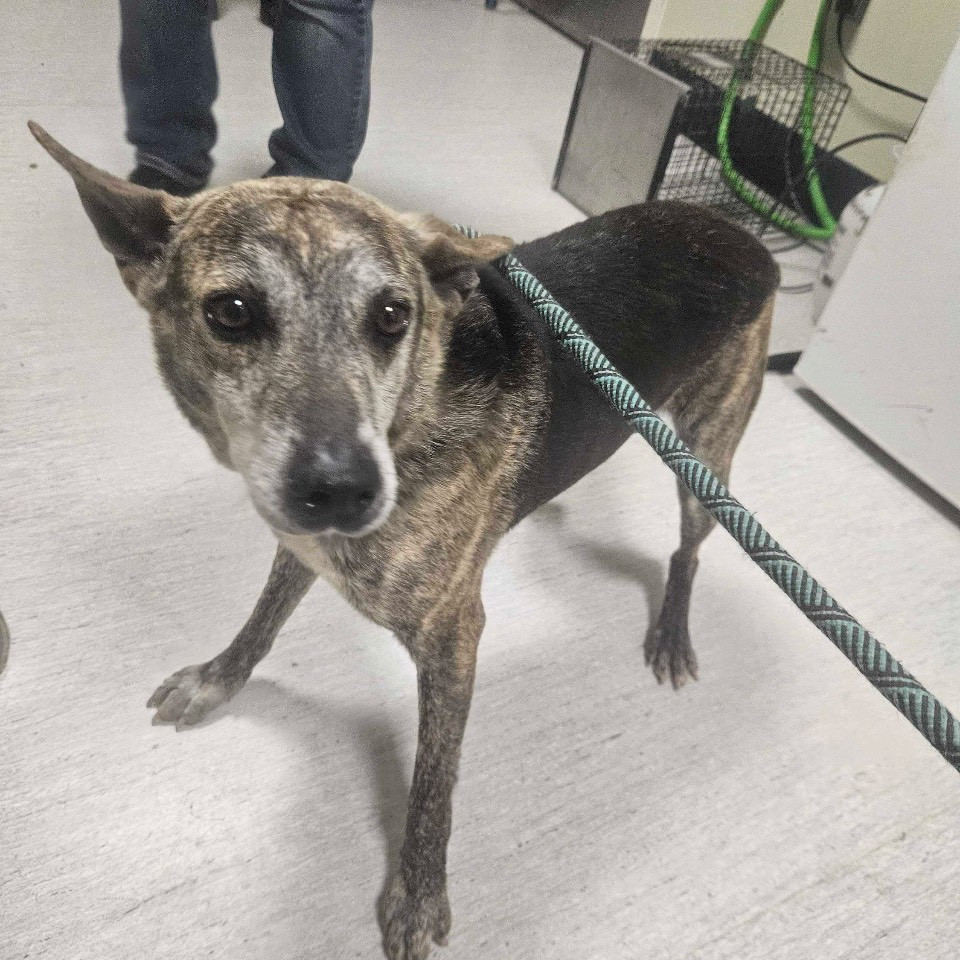 5/30/2025 Conner Farm Rd. Stray