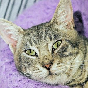 Sterling, Adult Male Domestic Short Hair