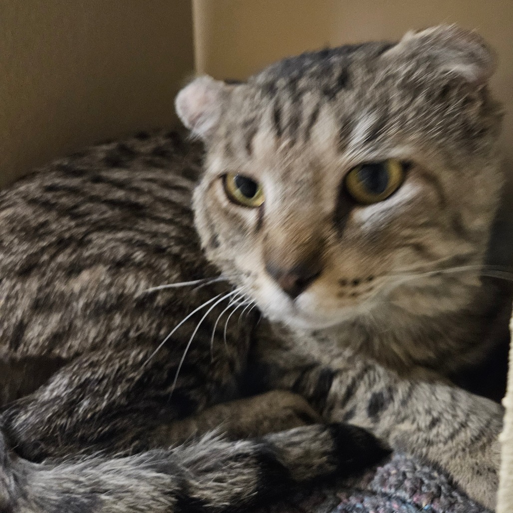 Spock, an adoptable Domestic Short Hair in Las Vegas, NV, 89146 | Photo Image 1