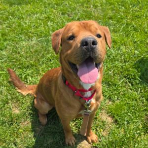 Arthur Morgan, Young Male Shar-Pei