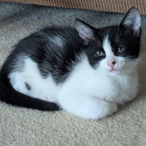 Lola-Tyler RS Domestic Short Hair Cat