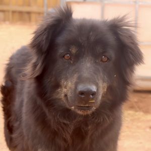 Matilda, Adult Female Mixed Breed