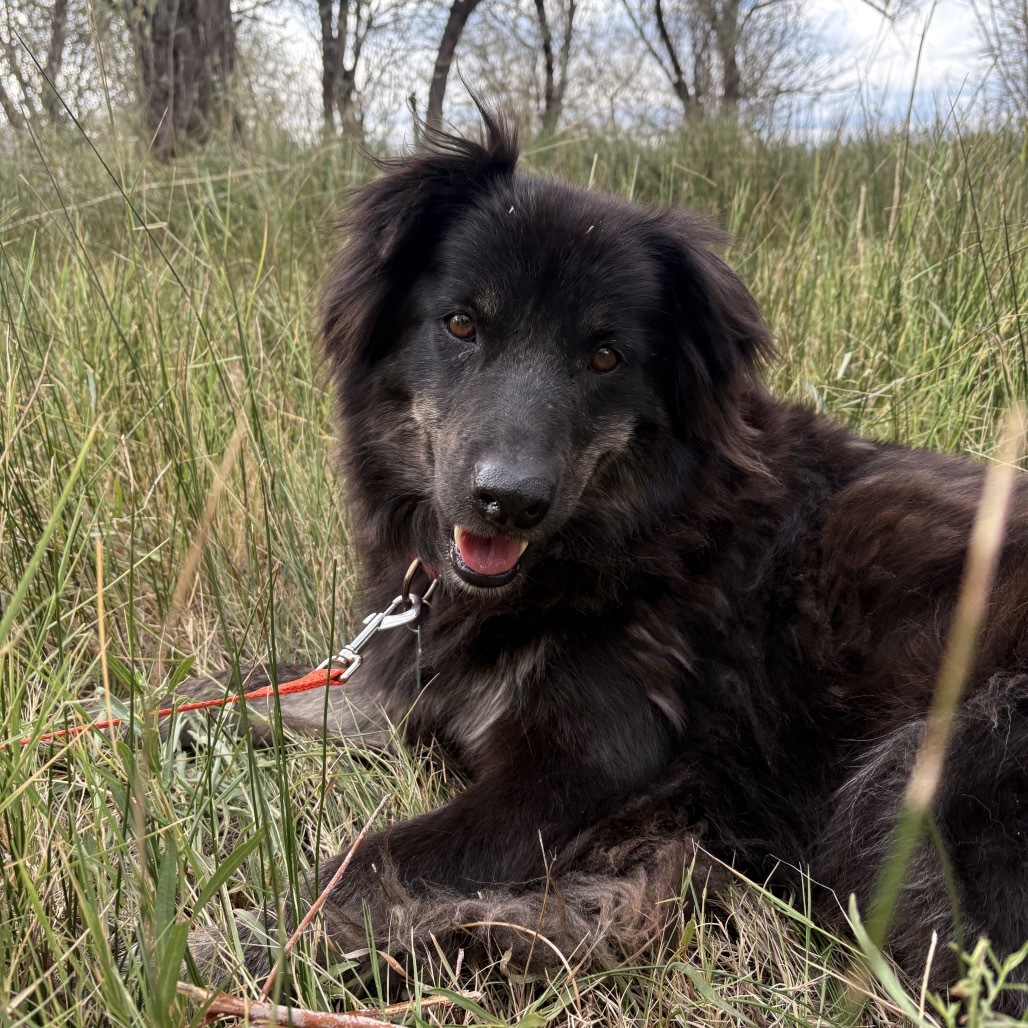 Matilda, an adoptable Mixed Breed in Moab, UT, 84532 | Photo Image 1