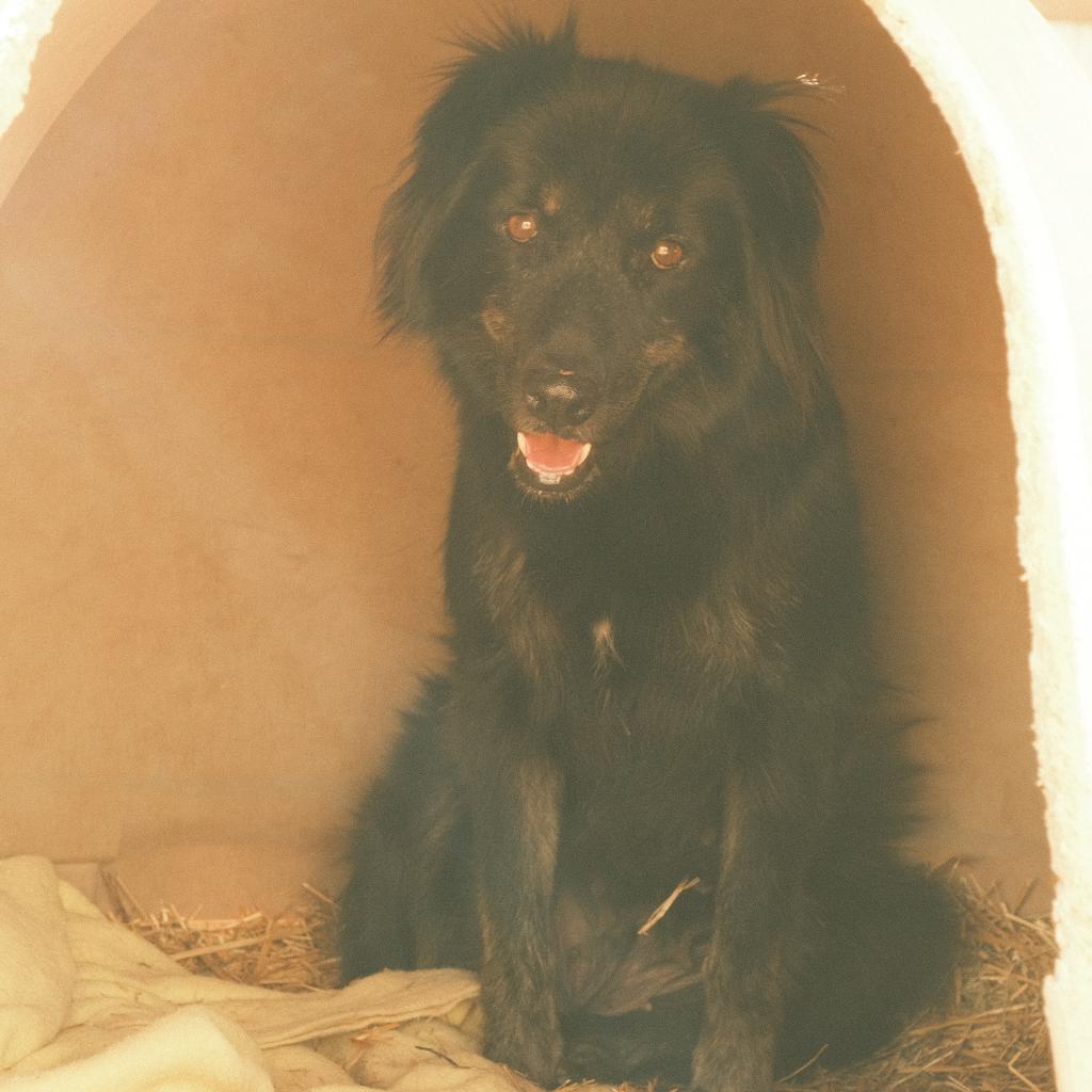 Matilda, an adoptable Mixed Breed in Moab, UT, 84532 | Photo Image 2