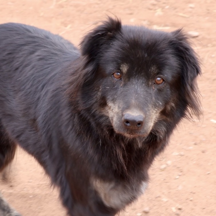 Matilda, an adoptable Mixed Breed in Moab, UT, 84532 | Photo Image 3