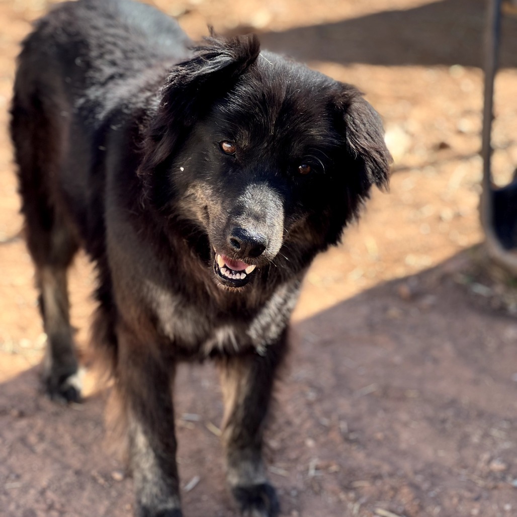 Matilda, an adoptable Mixed Breed in Moab, UT, 84532 | Photo Image 5