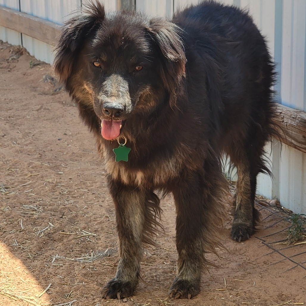 Matilda, an adoptable Mixed Breed in Moab, UT, 84532 | Photo Image 6