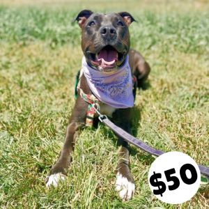 Peaches, Adult Female Pit Bull Terrier