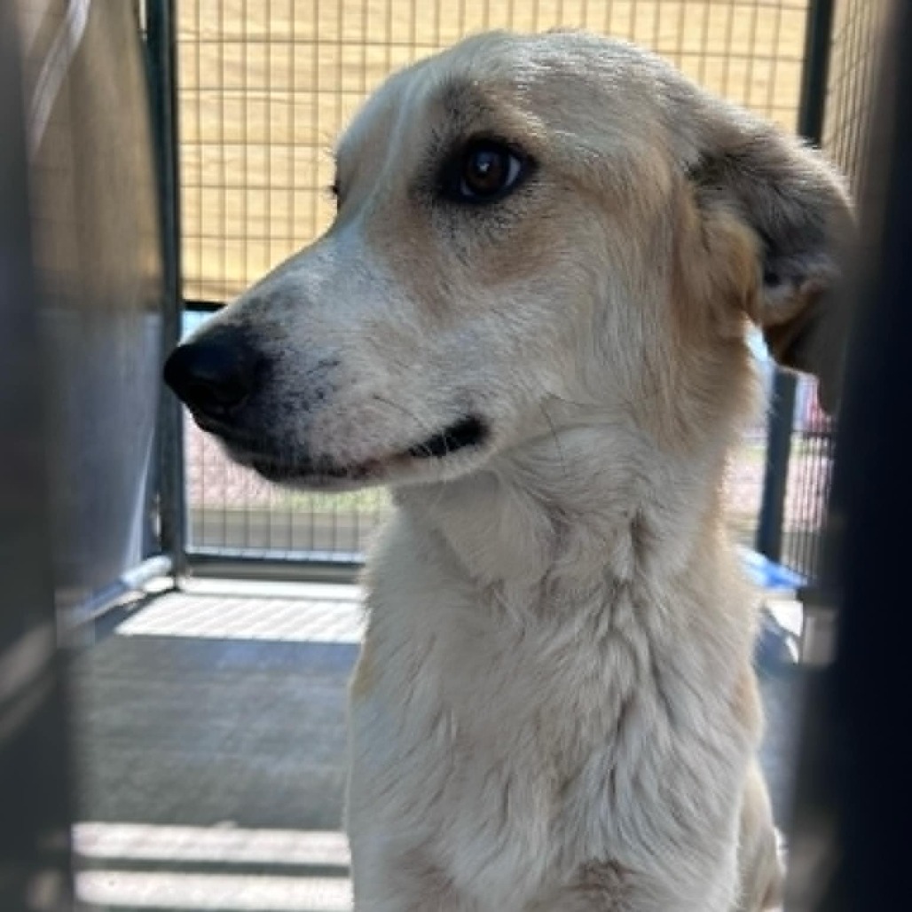 Gypsy, an adoptable Collie, Labrador Retriever in Garden City, KS, 67846 | Photo Image 1