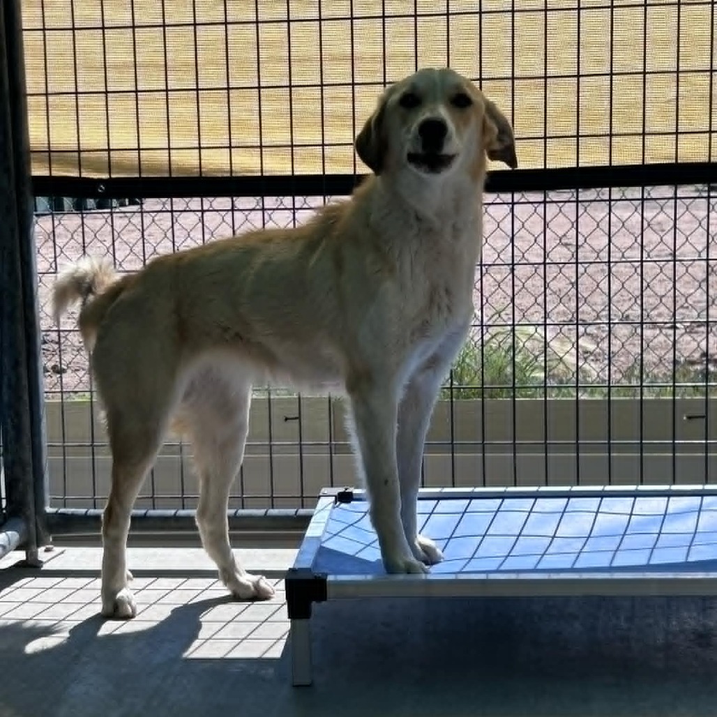 Gypsy, an adoptable Collie, Labrador Retriever in Garden City, KS, 67846 | Photo Image 2
