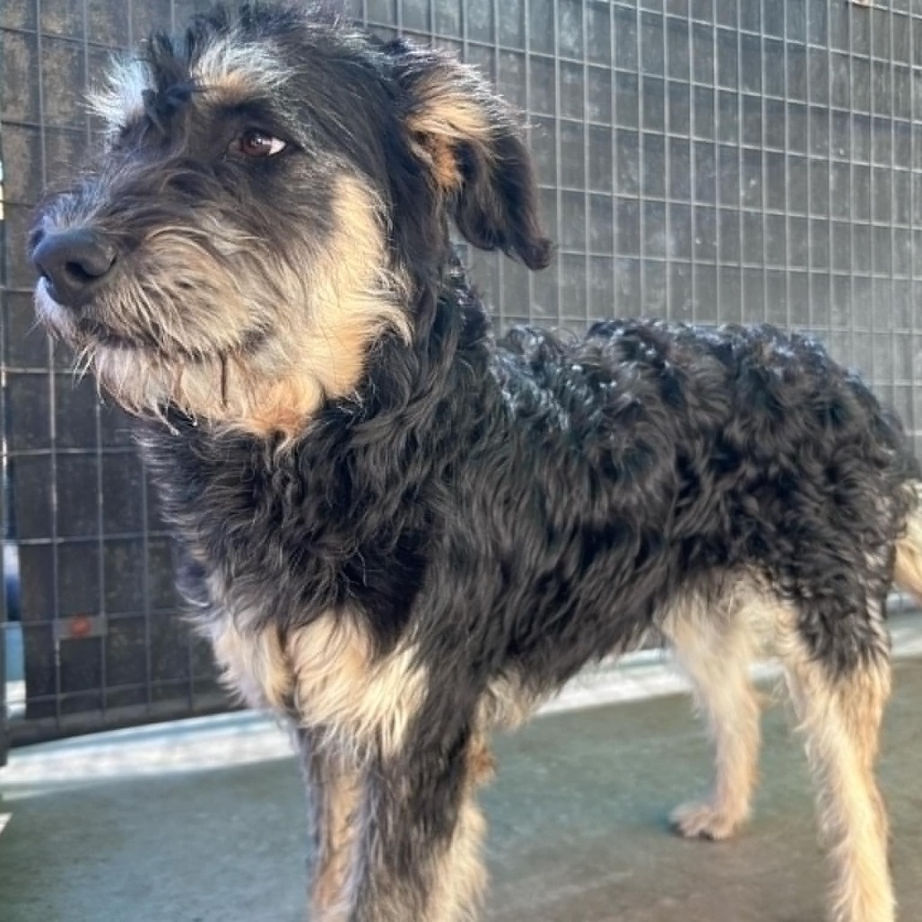 Ronald, an adoptable Schnauzer in Garden City, KS, 67846 | Photo Image 1