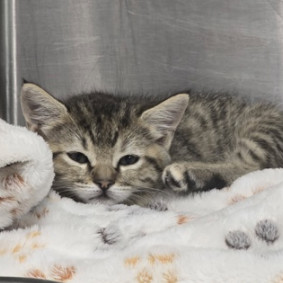 Smidgen, an adoptable Domestic Short Hair in Fort Collins, CO, 80526 | Photo Image 1