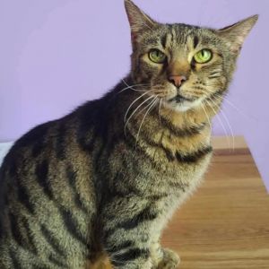 Ben, Senior Male Domestic Short Hair