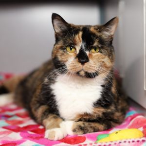 Missy, Senior Female Domestic Short Hair