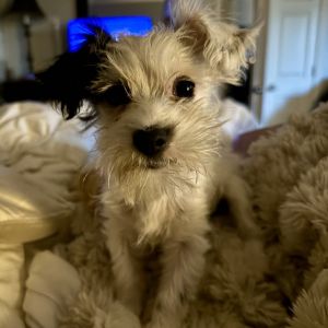 Medli is an adorable scruffy small terrier mix She is almost 3 months old now She loves to play wi