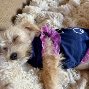 Tetra is an adorable scruffy small terrier mix She is almost 3 months old now She loves to play wi