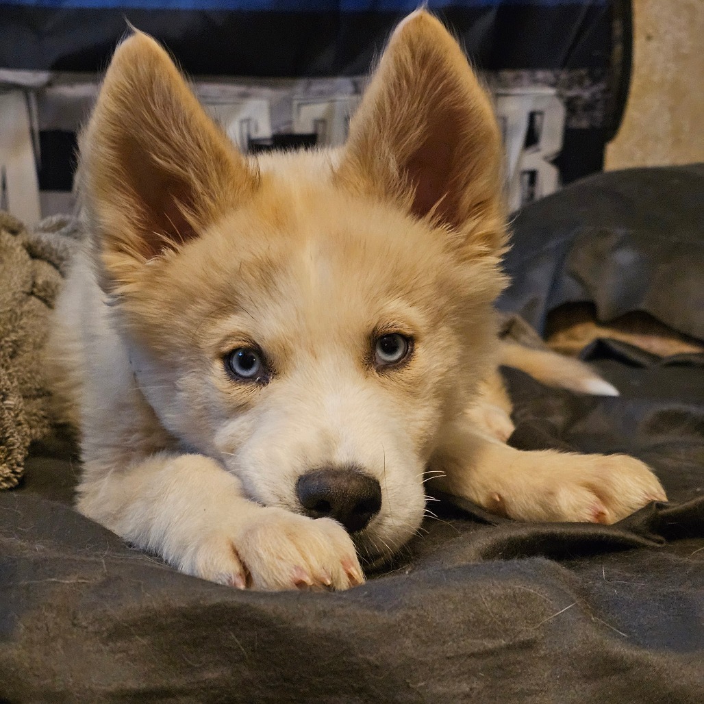 Nova