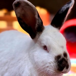 Benjamin, Young Male Californian