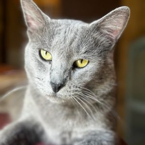 Meet Bucky the ultimate chill companion With his stunning coat and piercing golden eyes Bucky has