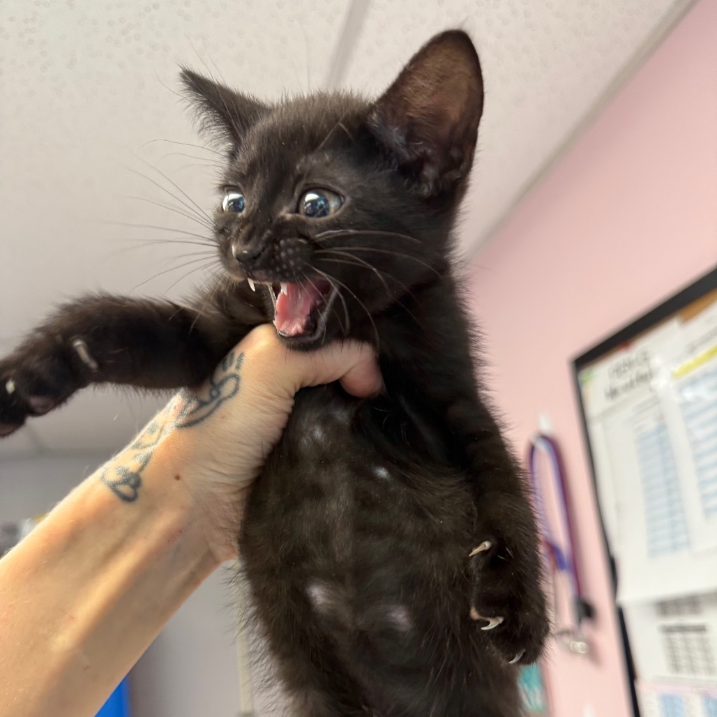 Bellatrix