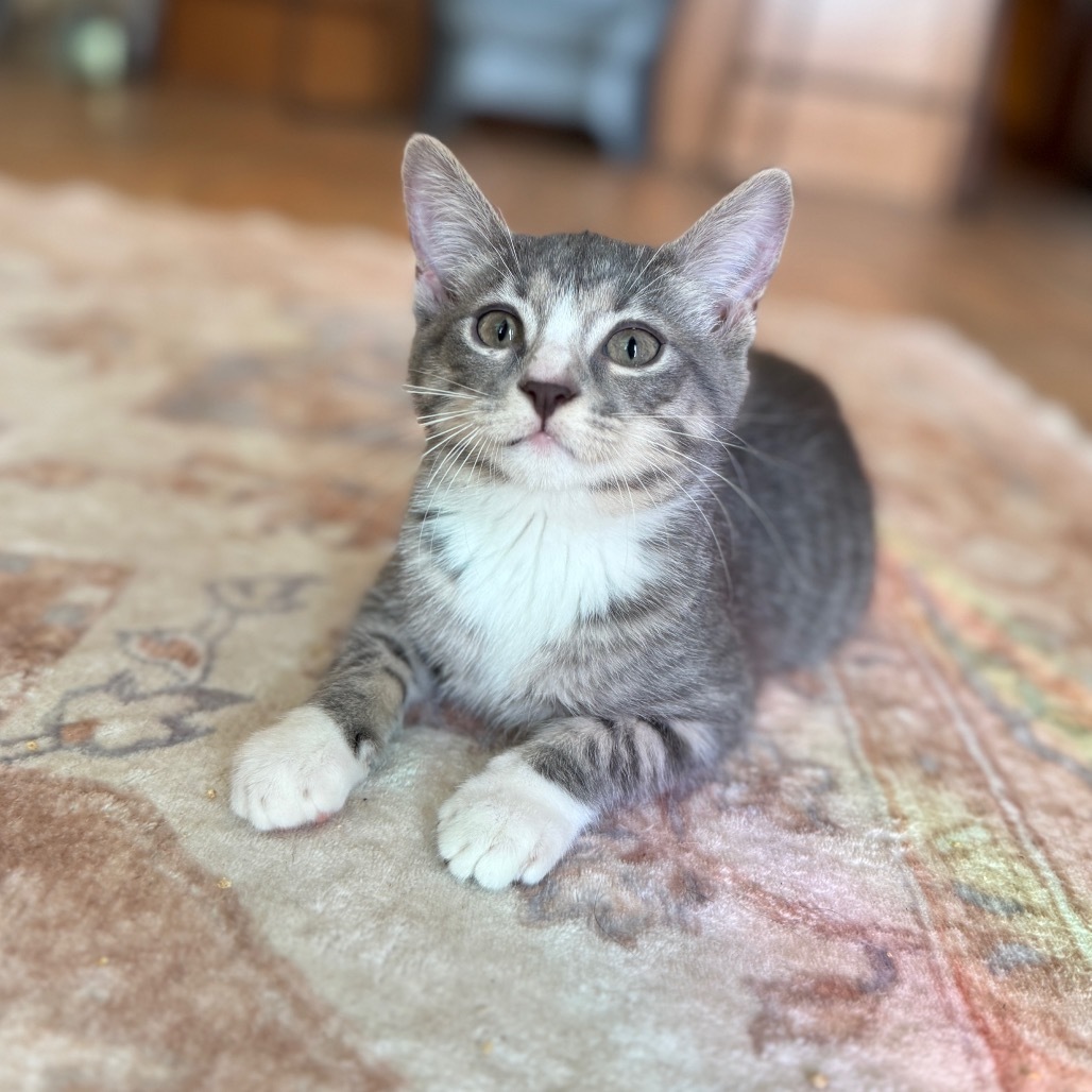 Jitterbug