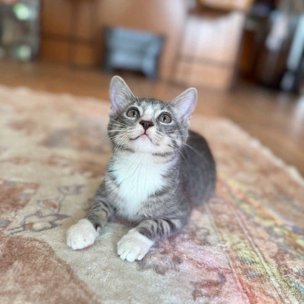 Jitterbug