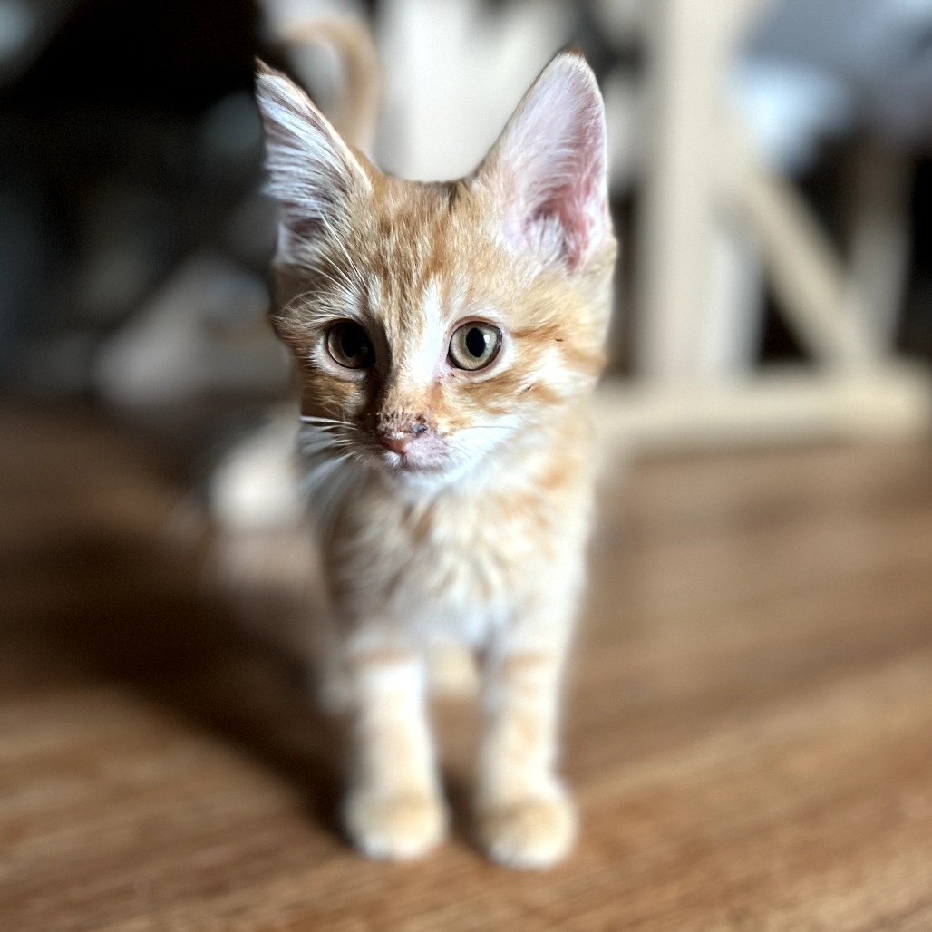 Duke