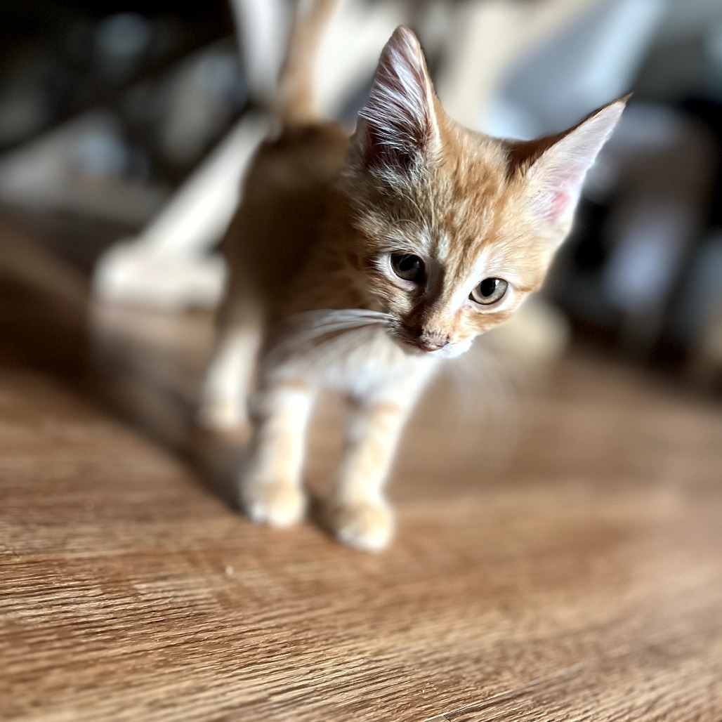 Duke