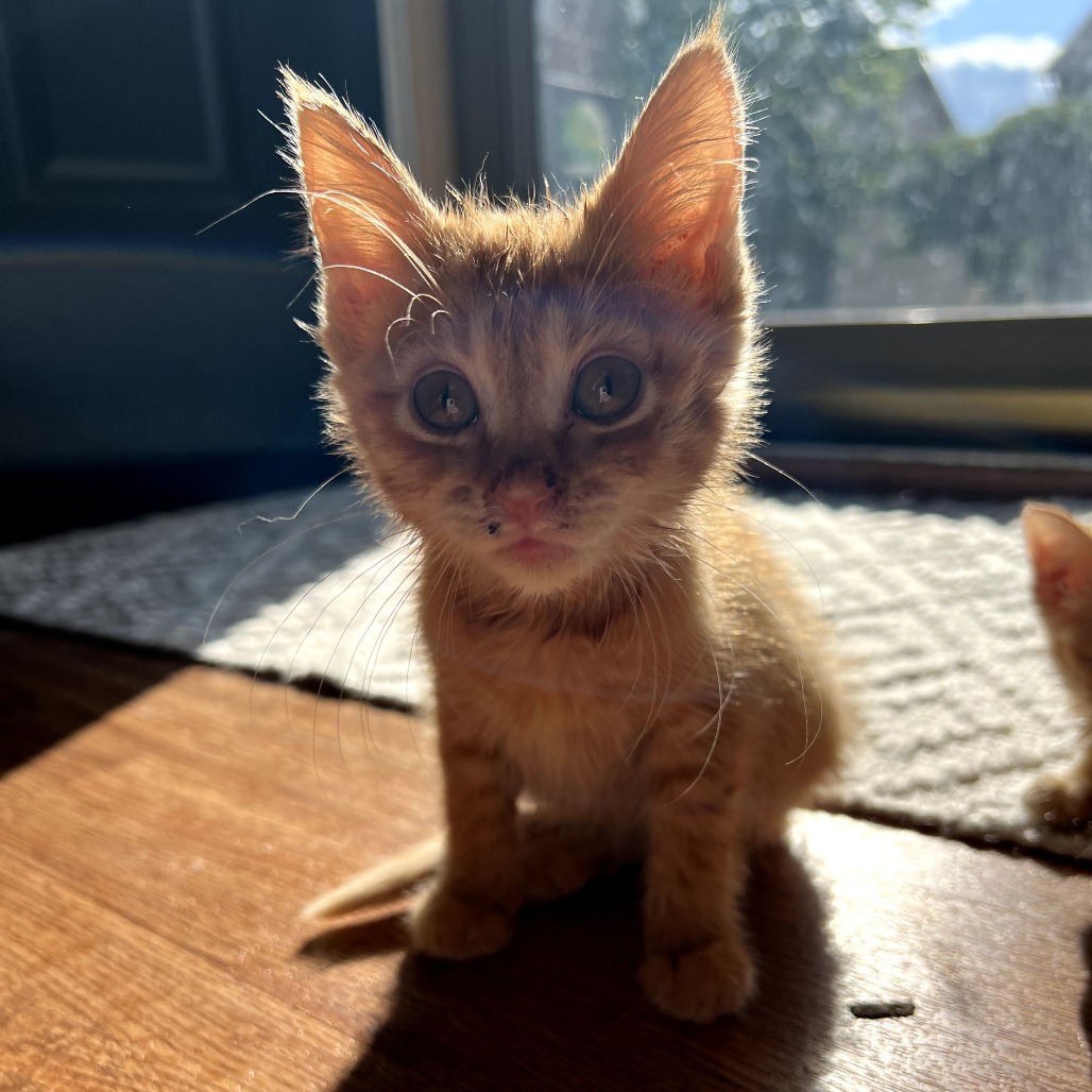 Duke