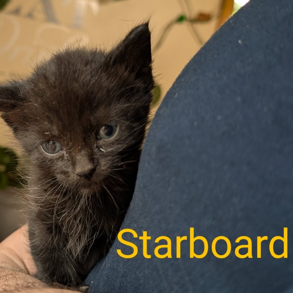 Starboard