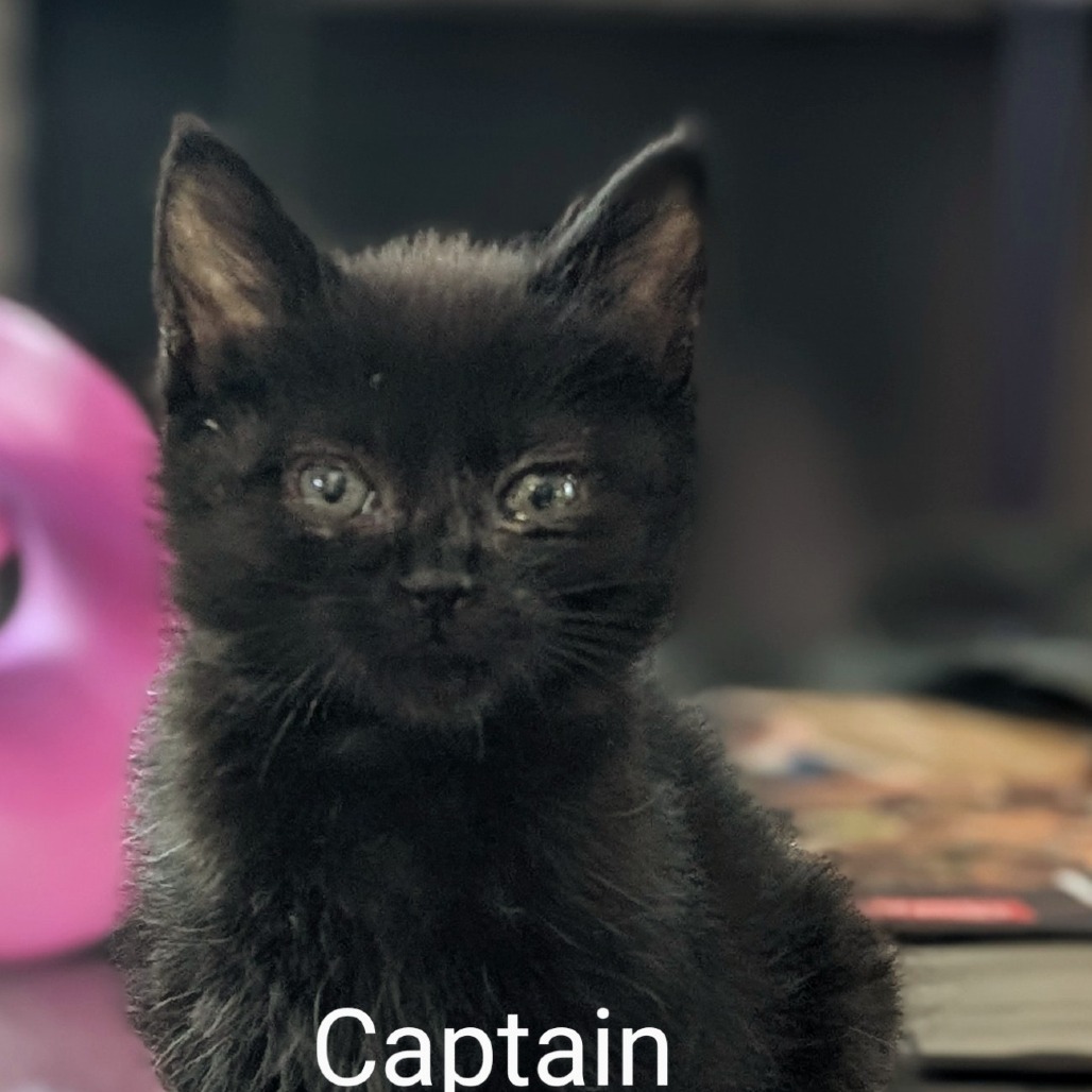 Captain